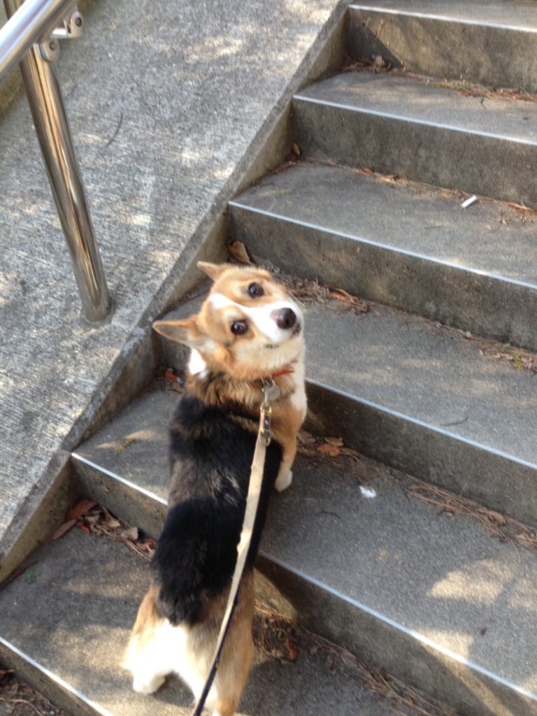 朝から犬の散歩