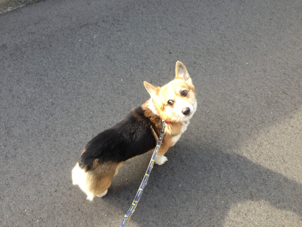 犬の散歩はちゃんとやってる